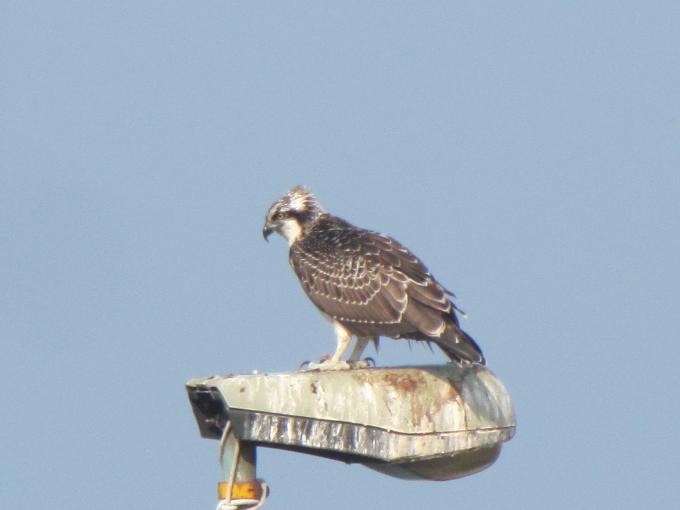Falco pescatore